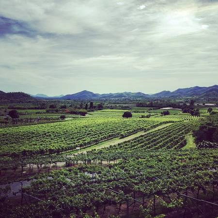 Ảnh: @siam_winery