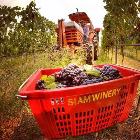 Ảnh: @siam_winery