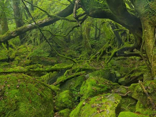 Yakushima, Nhật Bản: Hòn đảo này từ lâu đã được ưa chuộng bởi người Nhật, nhưng chỉ vừa mới được du khách quốc tế để mắt tới. Nằm ngoài khơi bờ biển Kyushu, hòn đảo này là một di sản thế giới được UNESCO công nhận, nơi phủ đầy rêu, cây có niên đại hàng nghìn năm. 