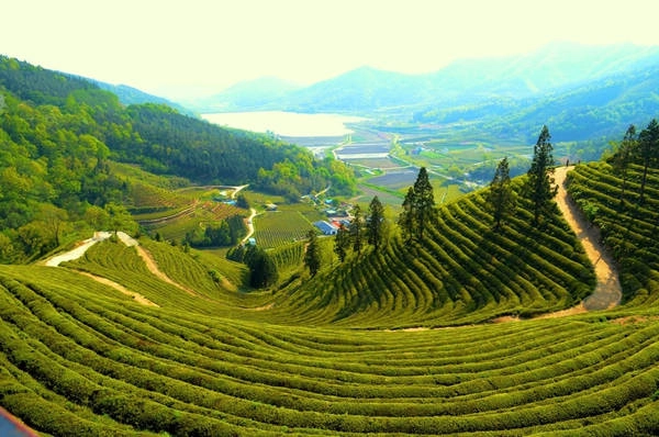 Cánh đồng chè Boseong (tỉnh Boseong): Cánh đồng chè này cung cấp 40% lượng trà xanh người dân Hàn Quốc sử dụng. Bạn có thể đi bộ để ngắm nhìn những cây chè, sau đó tới nhà hàng để thưởng thức các đặc sản từ trà xanh.