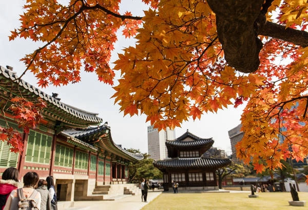Cung Deoksu (Seoul): Công trình này được mở cửa cả ngày lẫn đêm. Khách du lịch có thể đi dọc bức tường đá, vào vườn nhỏ để tới đại sảnh chiêm ngưỡng cửa sổ bằng vàng và các tác phẩm nghệ thuật hình rồng. Mỗi tour tham quan chỉ kéo dài 45 phút.