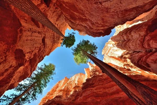 Công viên Quốc gia Bryce Canyon ở Utah, Mỹ nổi tiếng với những cây thông cao chót vót và các hẻm núi đá sâu hàng chục mét. Ảnh: Getty Images