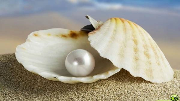 9. Bảo tàng Cội Nguồn là bảo tàng tư nhân thứ 9 ở Việt Nam. Nơi đây lưu giữ hơn 3.000 cổ vật, trong đó có 300 bộ thư mục quý về Phú Quốc cùng các mẫu vật gắn với đời sống người dân trên đảo. Bảo tàng nằm trên đường Trần Hưng Đạo, thị trấn Dương Đông. Ảnh: 7-pearls.