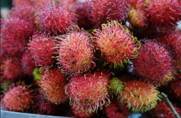 10. Trái cây phong phú: Chẳng cần tới miền Tây, du khách cũng có thể thưởng thức nhiều loại trái cây miền nhiệt đới ngon ngọt, mọng nước với giá siêu rẻ nếu vào mùa; trong đó được khách Tây yêu thích nhất là sầu riêng, thanh long, chôm chôm, xoài, đu đủ, măng cụt, mít, mãng cầu... bên cạnh những loại đã quen thuộc với họ như dứa, chuối và dưa hấu.