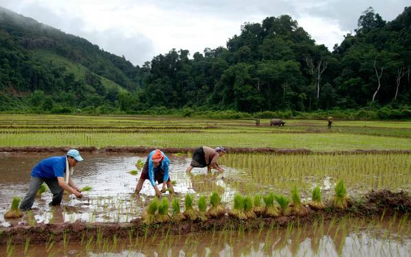 Phongsaly là một điểm đến chưa được nhiều du khách biết tới. 