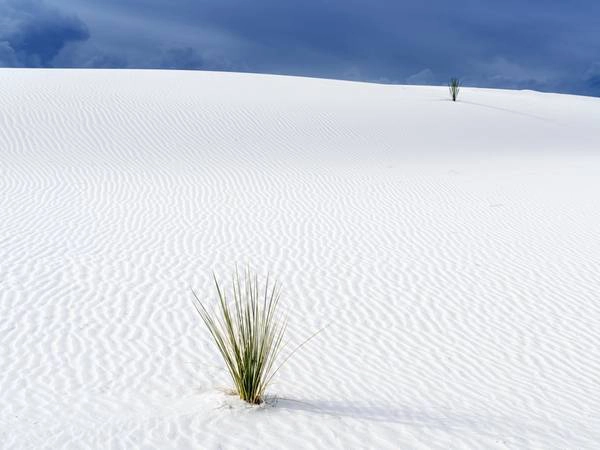 New Mexico: Bang New Mexico sở hữu những đụn cát thạch cao lớn nhất thế giới. Bạn sẽ được chiêm ngưỡng một vùng cát trắng như tuyết trải rộng hơn 700 km2 dưới bầu trời xanh biếc. New Mexico: Bang New Mexico sở hữu những đụn cát thạch cao lớn nhất thế giới. Bạn sẽ được chiêm ngưỡng một vùng cát trắng như tuyết trải rộng hơn 700 km2 dưới bầu trời xanh biếc.