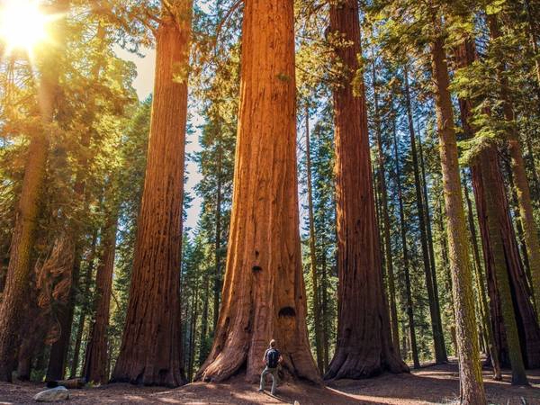 California: Những cây tùng bách và củ tùng khổng lồ của California đã hàng trăm năm tuổi và cao tới hơn 90 m. Du khách có thể tới tham quan các cây này ở Công viên quốc gia Sequoia. California: Những cây tùng bách và củ tùng khổng lồ của California đã hàng trăm năm tuổi và cao tới hơn 90 m. Du khách có thể tới tham quan các cây này ở Công viên quốc gia Sequoia.