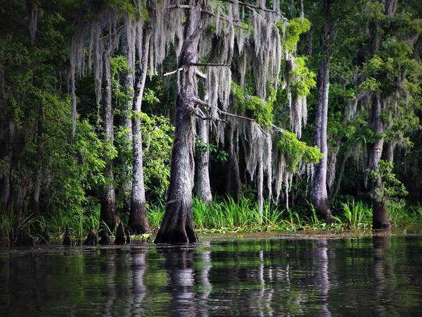Louisiana: Vùng đầm lầy độc đáo của Louisiana thực chất là những nhánh sông chảy chậm, với hệ động thực vật đặc hữu. Với chiều dài lên tới 600 km, Bartholomew là nhánh sông dài nhất thế giới. Louisiana: Vùng đầm lầy độc đáo của Louisiana thực chất là những nhánh sông chảy chậm, với hệ động thực vật đặc hữu. Với chiều dài lên tới 600 km, Bartholomew là nhánh sông dài nhất thế giới.