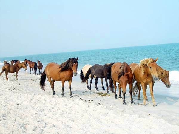 Maryland: Hòn đảo này nổi tiếng với những chú ngựa hoang. Tương truyền, chúng tới đây từ một vụ đắm tàu gần đảo và phát triển mạnh dù trên đảo khá hoang vu, khô cằn. Maryland: Hòn đảo này nổi tiếng với những chú ngựa hoang. Tương truyền, chúng tới đây từ một vụ đắm tàu gần đảo và phát triển mạnh dù trên đảo khá hoang vu, khô cằn.