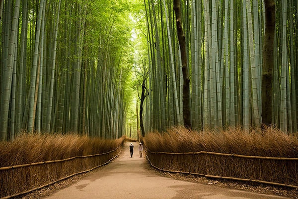 Rừng trúc Sagano, Arashiyama, Kyoto: Khu rừng với những hàng trúc cao vút, đều tăm tắp và xanh mát rượi sẽ khiến du khách có cảm giác như lạc vào thế giới cổ trang hoàn toàn lạ lẫm nhưng thư thái diệu kỳ. Rừng trúc Sagano, Arashiyama, Kyoto: Khu rừng với những hàng trúc cao vút, đều tăm tắp và xanh mát rượi sẽ khiến du khách có cảm giác như lạc vào thế giới cổ trang hoàn toàn lạ lẫm nhưng thư thái diệu kỳ.