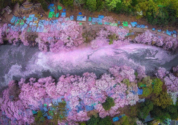 Dòng sông hoa ở Tokyo: Nhật Bản quá nổi tiếng với hoa anh đào, loài hoa xinh đẹp này chỉ nở rộ vài tuần, khoảng cuối tháng 4 đến đầu tháng 5. Nhưng ngay cả khi không đến đúng ngày, bạn vẫn có thể chứng kiến cảnh tượng lãng mạn khác là những cánh hoa rụng, phủ đầy mặt nước. Dòng sông hoa ở Tokyo: Nhật Bản quá nổi tiếng với hoa anh đào, loài hoa xinh đẹp này chỉ nở rộ vài tuần, khoảng cuối tháng 4 đến đầu tháng 5. Nhưng ngay cả khi không đến đúng ngày, bạn vẫn có thể chứng kiến cảnh tượng lãng mạn khác là những cánh hoa rụng, phủ đầy mặt nước.