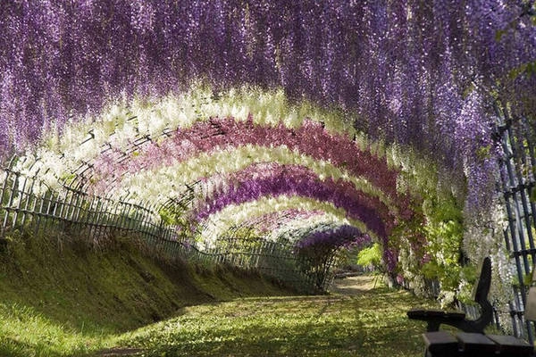 Đường hầm hoa tử đằng: Kawachi Fuji Garden nằm ở phía Bắc đảo Kyushu, nếu đi từ Fukuoka thì mất khoảng một tiếng bằng phương tiện công cộng. Nơi đây nổi tiếng với một "đường hầm" phủ kín loài hoa tử đằng wisteria thần tiên, khiến du khách đi bộ dưới tán hoa ngỡ như đang lạc vào thế giới cổ tích. Đường hầm hoa tử đằng: Kawachi Fuji Garden nằm ở phía Bắc đảo Kyushu, nếu đi từ Fukuoka thì mất khoảng một tiếng bằng phương tiện công cộng. Nơi đây nổi tiếng với một "đường hầm" phủ kín loài hoa tử đằng wisteria thần tiên, khiến du khách đi bộ dưới tán hoa ngỡ như đang lạc vào thế giới cổ tích.