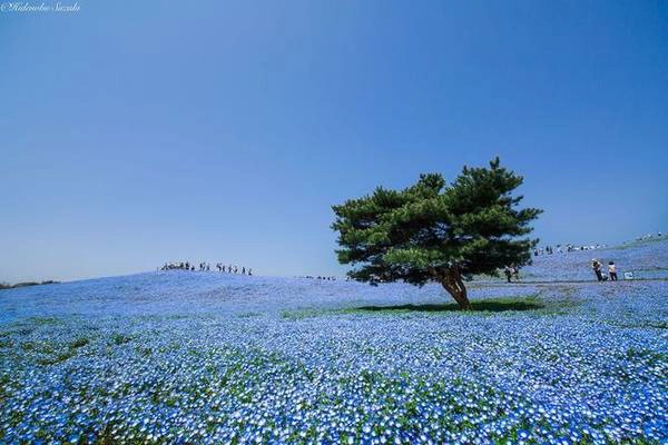 Đồi hoa xanh nước biển ở Hitachi Seaside Park: Công viên hoa nổi tiếng Hitachi nằm ở phía Đông Bắc thủ đô Tokyo là địa điểm tuyệt đẹp để bạn ghé qua vào bất cứ thời điểm nào trong năm, đẹp nhất là tầm tháng 9 khi hầu hết các loài hoa đều bung nở. Còn nếu mê đắm những cánh hoa mắt xanh baby blue eyes thì bạn nên ghé vào thời gian tháng 4-5. Đồi hoa xanh nước biển ở Hitachi Seaside Park: Công viên hoa nổi tiếng Hitachi nằm ở phía Đông Bắc thủ đô Tokyo là địa điểm tuyệt đẹp để bạn ghé qua vào bất cứ thời điểm nào trong năm, đẹp nhất là tầm tháng 9 khi hầu hết các loài hoa đều bung nở. Còn nếu mê đắm những cánh hoa mắt xanh baby blue eyes thì bạn nên ghé vào thời gian tháng 4-5.