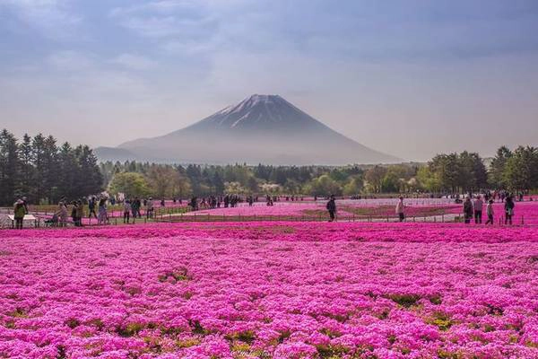 Lễ hội hoa Fuji Shibazakura: Du khách sẽ bị "đốn tim" khi chứng kiến cảnh tượng dường như chỉ xuất hiện trong tranh, với thảm rêu ngả màu hồng trải dài sặc sỡ, với hậu cảnh là núi Phú Sĩ mờ ảo trong mây. Thời gian lý tưởng để ghé qua là từ tháng 4 đến tháng 6. Lễ hội hoa Fuji Shibazakura: Du khách sẽ bị "đốn tim" khi chứng kiến cảnh tượng dường như chỉ xuất hiện trong tranh, với thảm rêu ngả màu hồng trải dài sặc sỡ, với hậu cảnh là núi Phú Sĩ mờ ảo trong mây. Thời gian lý tưởng để ghé qua là từ tháng 4 đến tháng 6.