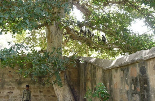 Máy ngủ đứng