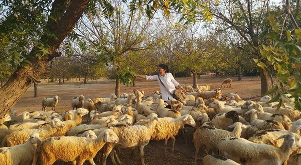 Chinh phục Phan Rang – Tháp Chàm, trải nghiệm chăn cừu và thưởng thức nho Ninh Thuận khiến bất kỳ ai cũng phải ghen tỵ chuyến đi của Hải Yến. Chinh phục Phan Rang – Tháp Chàm, trải nghiệm chăn cừu và thưởng thức nho Ninh Thuận khiến bất kỳ ai cũng phải ghen tỵ chuyến đi của Hải Yến.