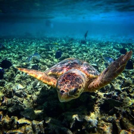 Một chú rùa biển dưới làn nước trong xanh ở biển Caye Caulker, Belize. (Nguồn IG @k.j87)