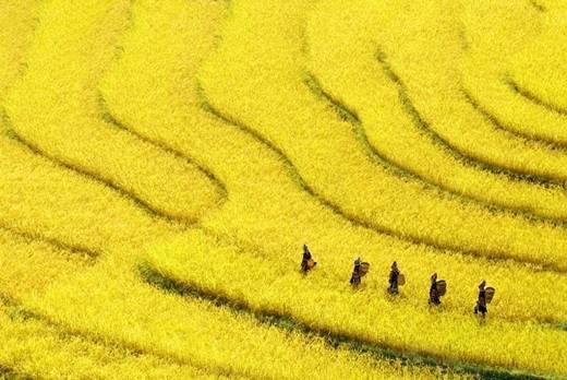 Ruộng bậc thang ở bang Shan chuyển sang một màu vàng thích mắt. (Nguồn: Internet) Ruộng bậc thang ở bang Shan chuyển sang một màu vàng thích mắt. (Nguồn: Internet)