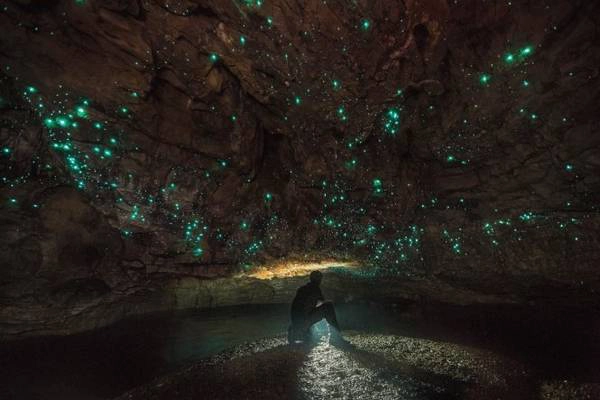 Hang động đom đóm Waitomo ở New Zealand - Ảnh: National Geographic