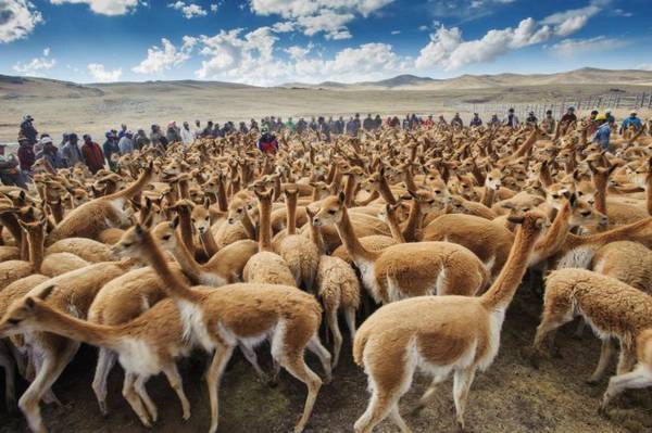 Cánh đồng lạc đà Vicuna ở miền nam Peru - Ảnh: National Geographic