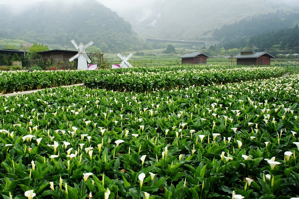 18-dieu-thu-vi-ve-dai-loan-ivivu-10