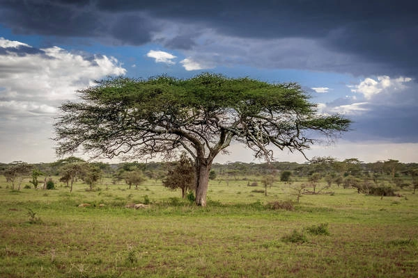 10. Serengeti, Tanzania: Là một trong những khu bảo tồn động vật hoang dã nổi tiếng và lâu đời nhất ở châu Phi, tới thăm công viên quốc gia Serengeti du khách sẽ được chứng kiến sự di cư hàng năm của hàng triệu linh dương đầu bò cộng với hàng trăm ngàn linh dương gazelle và ngựa vằn. Ảnh: Nok6716 / Getty Images