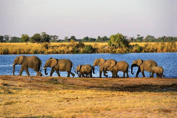 4. Chobe, Botswan: Nằm ở phía tây bắc Botswana trên biên giới giáp Namibia, công viên quốc gia Chobe nổi tiếng khắp Châu Phi với số lượng voi rất lớn (khoảng 50.000 con). Đến đây, du khách còn có cơ hội tận mắt thấy ngựa vằn, trâu rừng, linh dương hay hươu cao cổ... Ảnh: Fuse / Getty Images