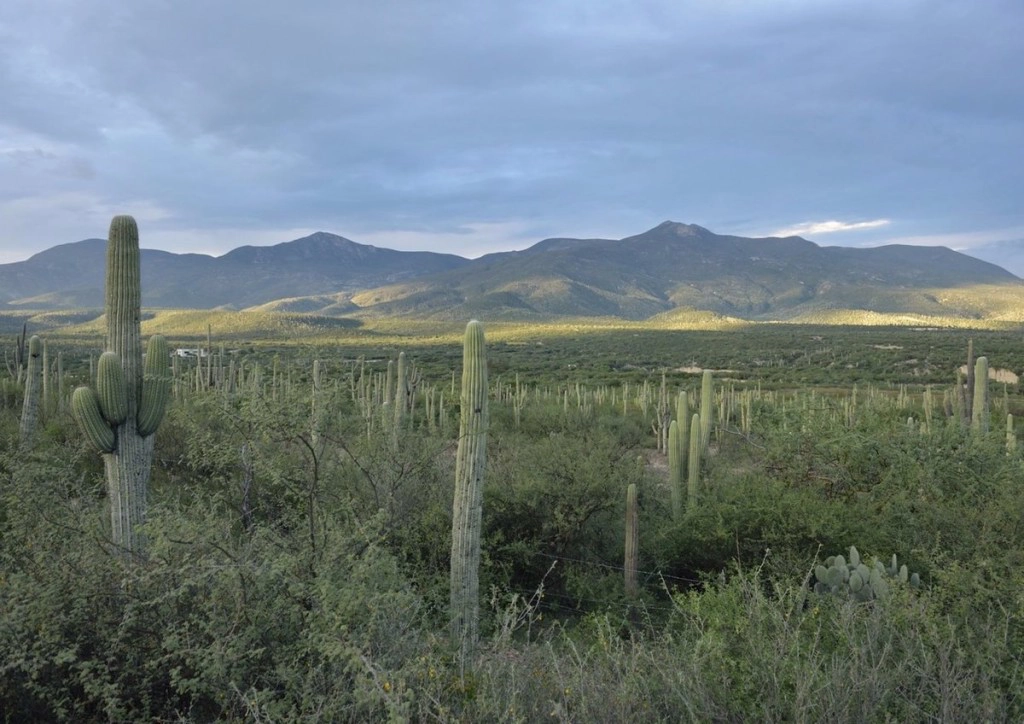 Thung lũng Tehuacán-Cuicatlán, Mexico Nơi này sở hữu số lượng lớn các loài xương rồng quý hiếm đang bị đe dọa ở cấp thế giới. Trong số đó có loài xương rồng hình ống, mọc dày đặc tạo nên phong cảnh độc đáo, đặc biệt là xương rồng Ceroid cao bậc nhất thế giới.
