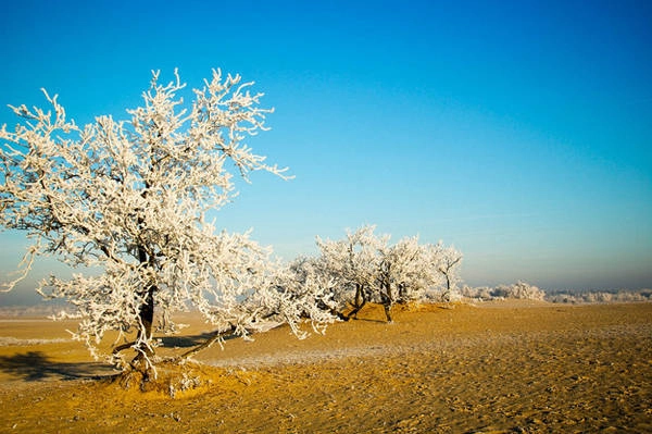 Mùa đông ở Loonse en Drunense Duinen - một công viên quốc gia tuyệt đẹp ở phía Nam của Hà Lan. Bạn có thể khám phá công viên bằng cách đi bộ, đi xe đạp, leo núi hoặc cưỡi ngựa.