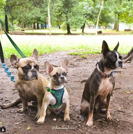 Công viên Ibirapuera, Sao Paulo, Brazil.