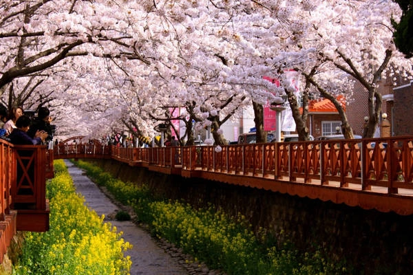 4. Lễ hội hoa anh đào Jinhae: Mỗi năm vào mùa xuân, quận Jinhae (thành phố Changwon) lại tổ chức lễ hội hoa anh đào, thu hút một lượng lớn khách du lịch yêu mến vẻ đẹp mộng ảo của hoa anh đào. Ảnh: Blogspot. 4. Lễ hội hoa anh đào Jinhae: Mỗi năm vào mùa xuân, quận Jinhae (thành phố Changwon) lại tổ chức lễ hội hoa anh đào, thu hút một lượng lớn khách du lịch yêu mến vẻ đẹp mộng ảo của hoa anh đào. Ảnh: Blogspot.