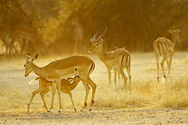 Nằm ở phía Tây Nam Tanzania, đây là vườn quốc gia lớn nhất Tanzania. Động vật nơi đây rất phong phú và đa dạng, với sư tử, báo, voi, hươu cao cổ, ngựa vằn, cáo tai dơi và chó rừng... Ruaha là nơi khách du lịch có thể trải nghiệm đời sống hoang dã, cơ hội đến gần hơn với thiên nhiên. Nằm ở phía Tây Nam Tanzania, đây là vườn quốc gia lớn nhất Tanzania. Động vật nơi đây rất phong phú và đa dạng, với sư tử, báo, voi, hươu cao cổ, ngựa vằn, cáo tai dơi và chó rừng... Ruaha là nơi khách du lịch có thể trải nghiệm đời sống hoang dã, cơ hội đến gần hơn với thiên nhiên.