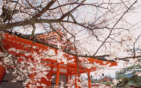 Nằm trên đảo Honshu, cố đô cổ kính Kyoto thu hút du khách bởi cảnh sắc tươi đẹp, hoa anh đào danh tiếng và nhiều đền chùa thanh tịnh. Nằm trên đảo Honshu, cố đô cổ kính Kyoto thu hút du khách bởi cảnh sắc tươi đẹp, hoa anh đào danh tiếng và nhiều đền chùa thanh tịnh.
