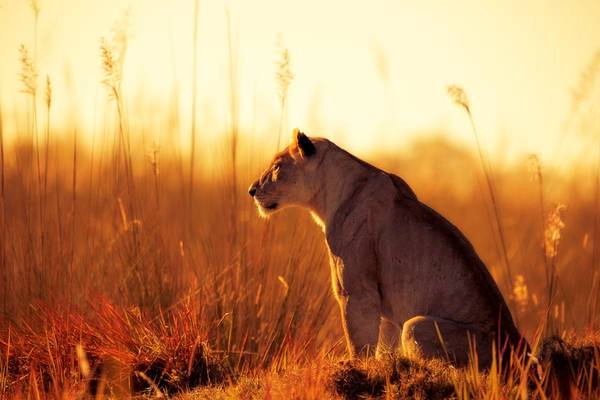 Châu thổ Okavango, Botswana: Đây là một trong số ít vùng trên trái đất mà bạn có thể ngắm nhìn 5 động vật điển hình của châu Phi: voi, sư tử, trâu rừng, báo và tê giác. Đi thuyền trên vùng nước nông, ngắm nhìn động vật hoang dã giữa khung cảnh thiên nhiên hùng vĩ, khoáng đạt là một trải nghiệm khó quên. Ảnh: National Geographic.​​