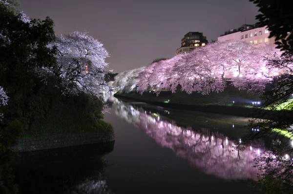 Cung điện Hoàng gia Tokyo thường không mở cửa đón du khách, ngoại trừ ngày sinh nhật của Đức vua hoặc năm mới.