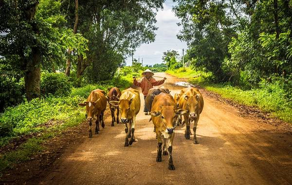 Dáng vẻ thong dong của “chàng cao bồi” và những chú bò. Ảnh: John Nguyen/Picfair. Dáng vẻ thong dong của “chàng cao bồi” và những chú bò. Ảnh: John Nguyen/Picfair.