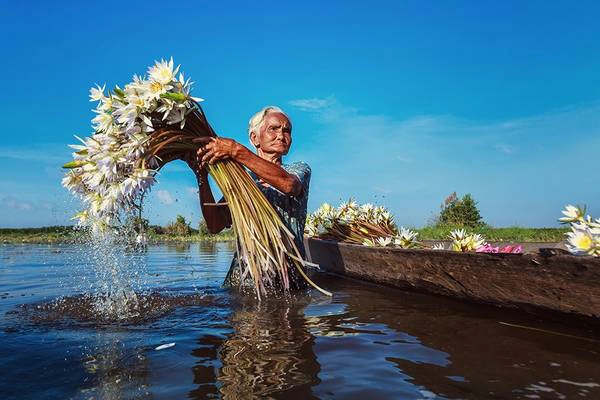 Người phụ nữ gom bông súng trên sông. Ảnh: JetHuynh/Picfair. Người phụ nữ gom bông súng trên sông. Ảnh: JetHuynh/Picfair.