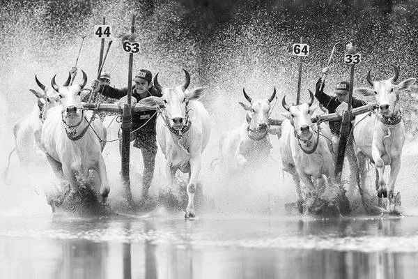 Lễ hội Đua bò của đồng bào Khmer ở Châu Đốc, An Giang. Ảnh: JetHuynh/Picfair. Lễ hội Đua bò của đồng bào Khmer ở Châu Đốc, An Giang. Ảnh: JetHuynh/Picfair.
