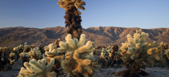 Công viên quốc gia Joshua Tree, Mỹ: Sự tĩnh lặng của sa mạc sẽ tràn vào tâm hồn bạn ngay khi tới công viên quốc gia này. Những cây Joshua khổng lồ đem lại cho công viên này một vẻ đẹp khác lạ, khiến bạn có cảm giác như lạc vào một thế giới khác. Chẳng còn gì tuyệt bằng được cắm trại ở đây buổi đêm và ngắm nhìn bầu trời sao lộng lẫy. Công viên quốc gia Joshua Tree, Mỹ: Sự tĩnh lặng của sa mạc sẽ tràn vào tâm hồn bạn ngay khi tới công viên quốc gia này. Những cây Joshua khổng lồ đem lại cho công viên này một vẻ đẹp khác lạ, khiến bạn có cảm giác như lạc vào một thế giới khác. Chẳng còn gì tuyệt bằng được cắm trại ở đây buổi đêm và ngắm nhìn bầu trời sao lộng lẫy.