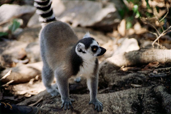 20 sự thật thú vị về Madagascar 20 sự thật thú vị về Madagascar