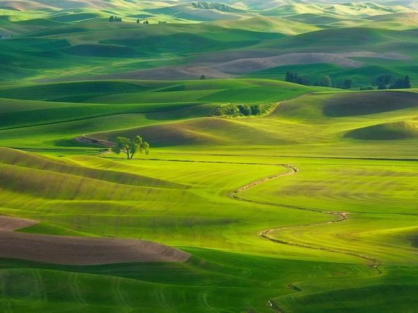 Vùng thảo nguyên The Palouse, gồm một phần miền tây nam của bang Washington, miền bắc Idaho và một phần đông bắc Oregon. Ảnh: Getty.