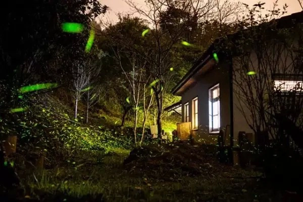 16. Đến núi Ali ngắm đom đóm. Nghe nói vào mùa, tại núi Ali bạt ngàn đom đóm khi đêm về tạo nên một vùng sáng rực như hải đăng. Khung cảnh thiên nhiên kỳ thú này khiến vùng núi Ali thêm hấp dẫn du khách. 16. Đến núi Ali ngắm đom đóm. Nghe nói vào mùa, tại núi Ali bạt ngàn đom đóm khi đêm về tạo nên một vùng sáng rực như hải đăng. Khung cảnh thiên nhiên kỳ thú này khiến vùng núi Ali thêm hấp dẫn du khách.