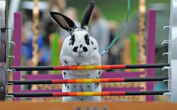 Ảnh: AP / Fotolia