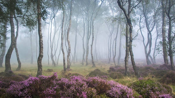 Khu rừng có những thảm hoa tím xinh đẹp ở Stanton Moor, Peak District, Anh. Khu rừng có những thảm hoa tím xinh đẹp ở Stanton Moor, Peak District, Anh.