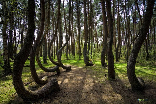Crooked Forest ở Ba Lan nổi tiếng với những cây họ thông có thân mọc cong cong như lưỡi câu. Crooked Forest ở Ba Lan nổi tiếng với những cây họ thông có thân mọc cong cong như lưỡi câu.