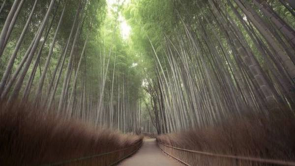 Rừng tre nổi tiếng ở Arashiyama, Nhật Bản. Rừng tre nổi tiếng ở Arashiyama, Nhật Bản.