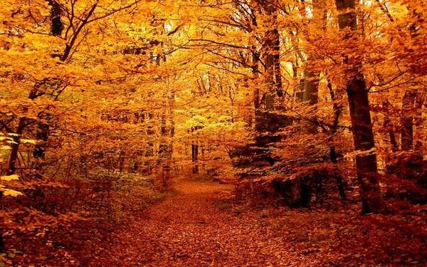 Màu vàng cam sáng rực của khu rừng ở Latvia mùa lá rụng. Màu vàng cam sáng rực của khu rừng ở Latvia mùa lá rụng.