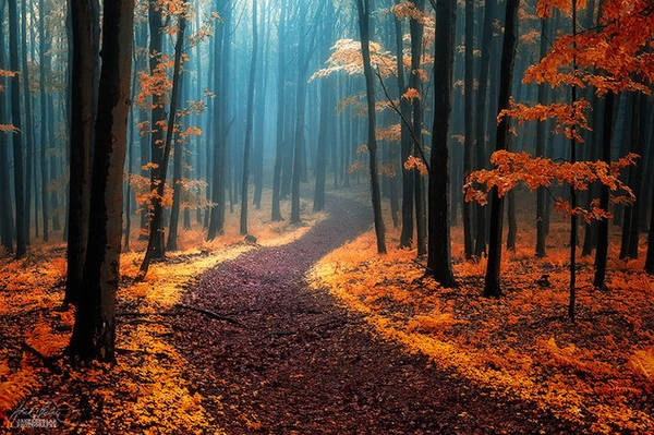 Rừng phủ lá vàng ở dãy White Carpathians giữa CH Séc và Slovakia. Rừng phủ lá vàng ở dãy White Carpathians giữa CH Séc và Slovakia.