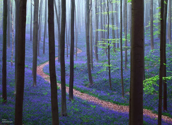 Rừng Hallerbos ở Bỉ trải màu xanh tím mộng mơ của loài hoa chuông xanh. Rừng Hallerbos ở Bỉ trải màu xanh tím mộng mơ của loài hoa chuông xanh.