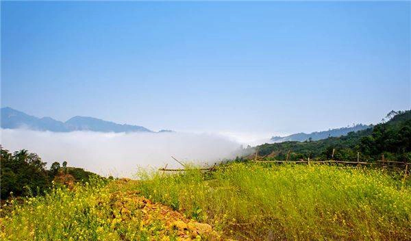 Cải vàng tô điểm cho Pha Luông thêm phần thơ mộng. Cải vàng tô điểm cho Pha Luông thêm phần thơ mộng.